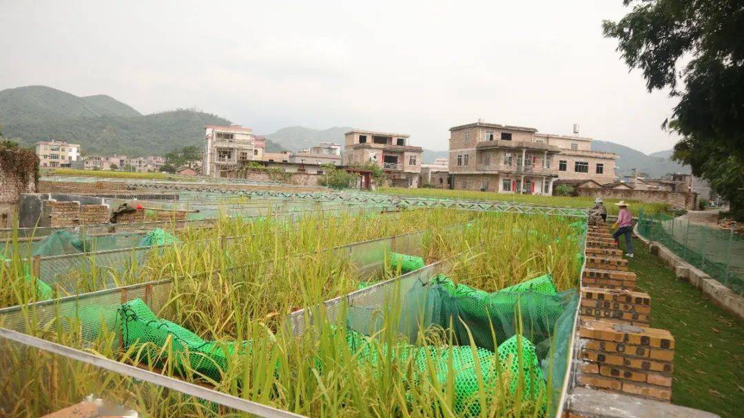 2020年，四川47．12％行政村農村生活污水治理得到有效提升。